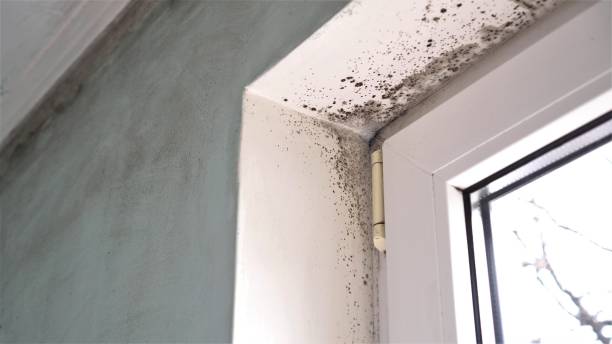 Office Mold Removal Services in Kulpsville, PA