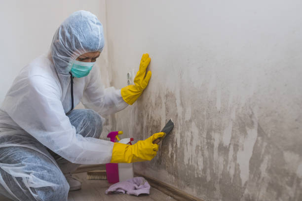 Best Mold Removal and Inspection  in Kulpsville, PA