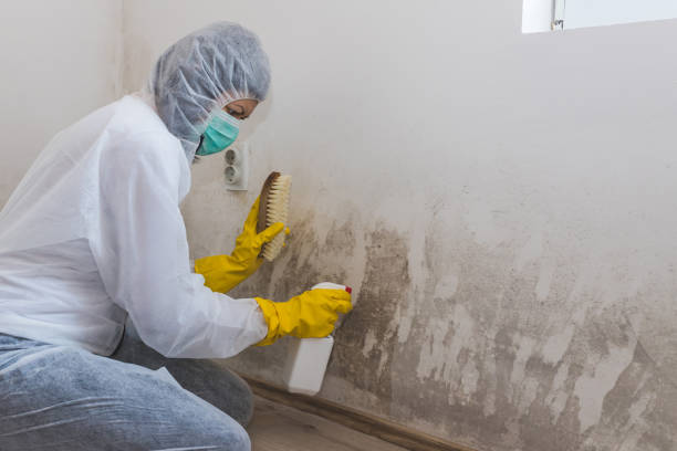 Best Commercial Mold Removal  in Kulpsville, PA
