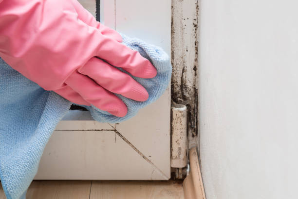 Best Mold Damage Repair  in Kulpsville, PA