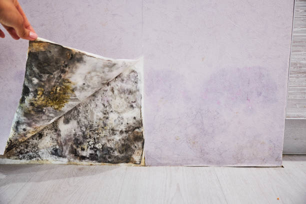 Best Crawl Space Mold Removal  in Kulpsville, PA